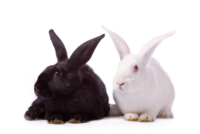 pet bunny breeds