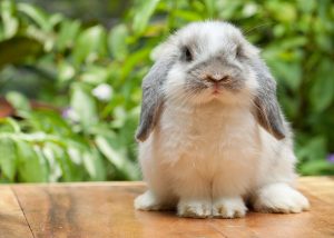 How Long Do Pet Rabbits Live? - rabbits.life - How to Make Your Rabbit