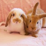 Thinking About Having A Rabbit As A Pet