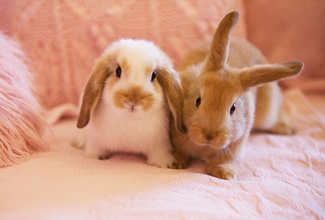 Having a rabbit store as a pet