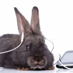 Amazing Variety Of Rabbit Sounds And Noises