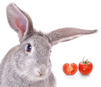 Can rabbits eat tomatoes