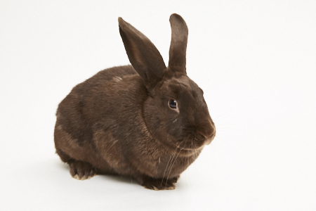 Adopt a rabbit in california Alastair