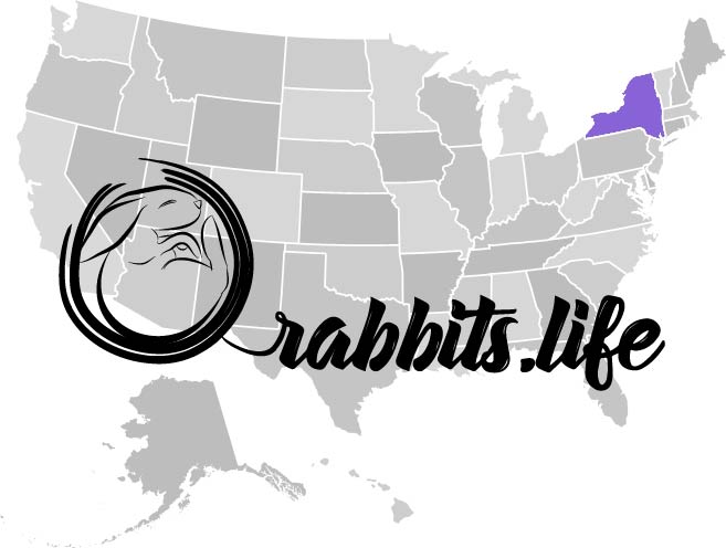 Adopt or buy a rabbit in new york