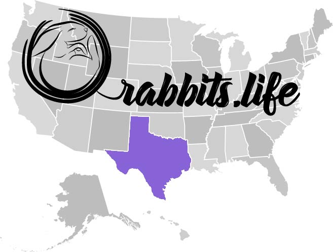 Adopt or buy a rabbit in texas