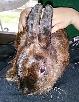 adopt a rabbit in florida zachary