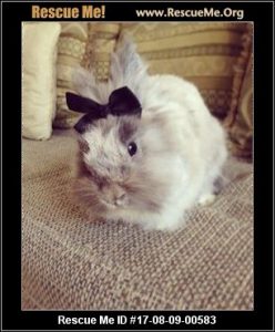 Adopt a rabbit in Texas | rabbits for adoption | rabbits.life