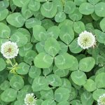 can rabbits eat clover