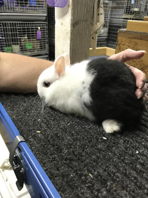 rabbits for sale in texas 2