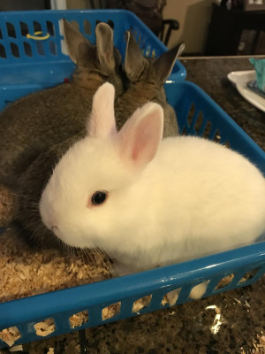 rabbits for sale in texas