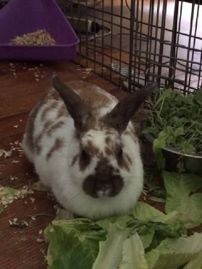 Adopt a rabbit in illinois Cricket