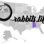 Adopt or buy a rabbit in Alabama