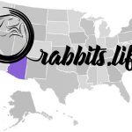 Adopt or buy a rabbit in Arizona