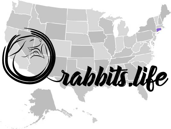 Adopt or buy a rabbit in Connecticut
