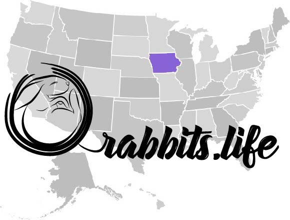 Adopt or buy a rabbit in Iowa