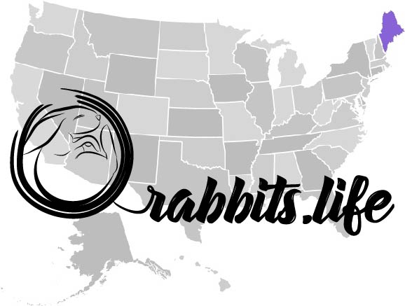 Adopt or buy a rabbit in Maine
