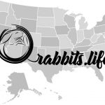Adopt or buy a rabbit in Massachusetts