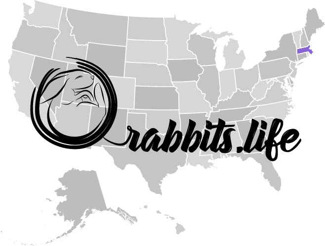 Adopt or buy a rabbit in Massachusetts