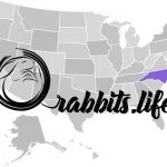 Adopt or buy a rabbit in North Carolina