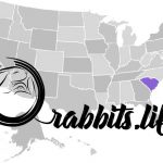 Adopt or buy a rabbit in South Carolina