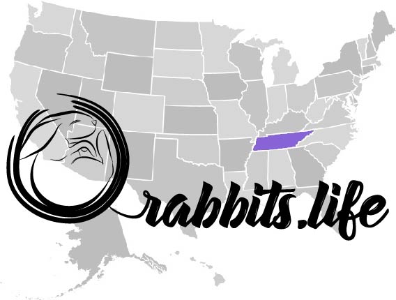Adopt or buy a rabbit in Tennessee