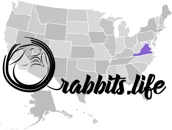 Adopt or buy a rabbit in Virginia