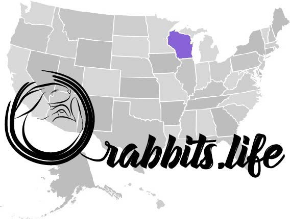 Adopt or buy a rabbit in Wisconsin