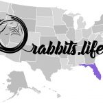 Adopt or buy a rabbit in florida