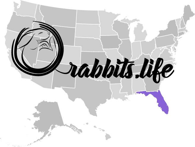 Adopt or buy a rabbit in florida