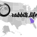 Adopt or buy a rabbit in georgia