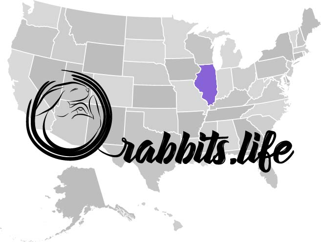 Adopt or buy a rabbit in illinois