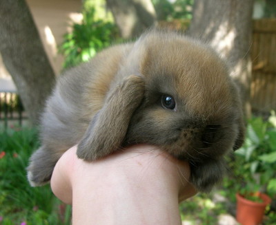 Small rabbits for store sale near me