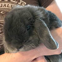 adopt a rabbit in Colorado Iggy Pop