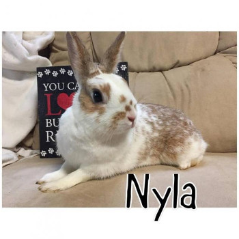 adopt a rabbit in Connecticut Nyla