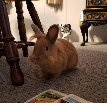 adopt a rabbit in Connecticut Rudy