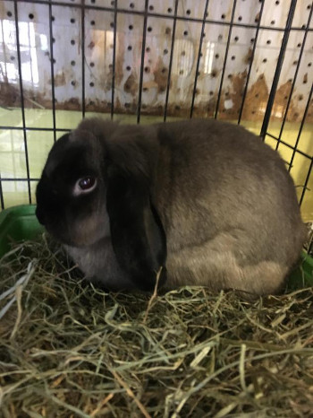 adopt a rabbit in Connecticut Squirt