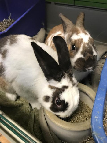 adopt a rabbit in Indiana Rocky and Bruiser