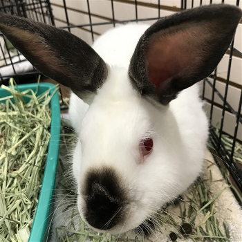 adopt a rabbit in Iowa Muddy Paws