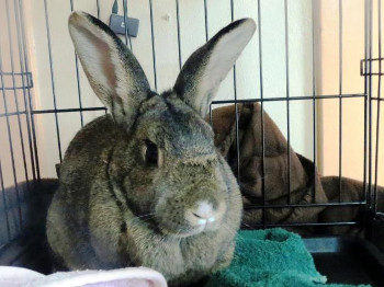 adopt a rabbit in Iowa Sasha