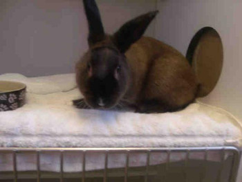 adopt a rabbit in Maryland Thumper