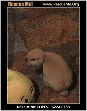 adopt a rabbit in Massachusetts baby rabbit
