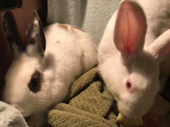 adopt a rabbit in Minnesota Bunnicula