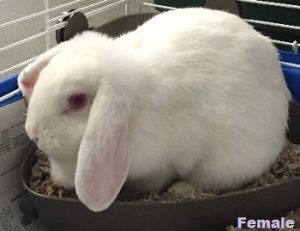 Adopt a rabbit in Minnesota | rabbits for adoption | rabbits.life