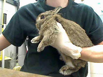 adopt a rabbit in Nebraska Alfie