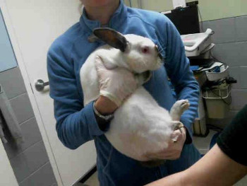 adopt a rabbit in Nebraska Munch
