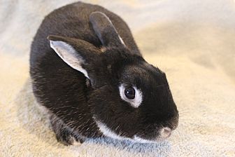 adopt a rabbit in New Jersey Barnaby