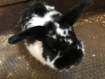 adopt a rabbit in New Jersey Charlie