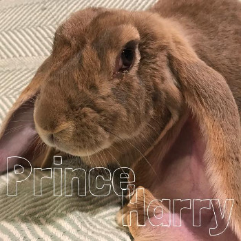 adopt a rabbit in New Jersey Prince Harry