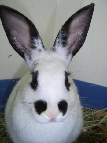 adopt a rabbit in Oregon Domino