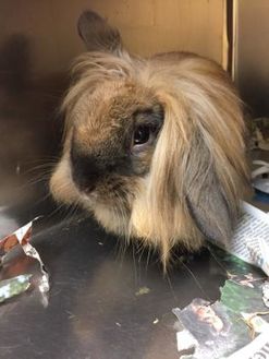adopt a rabbit in Oregon Eleanor
